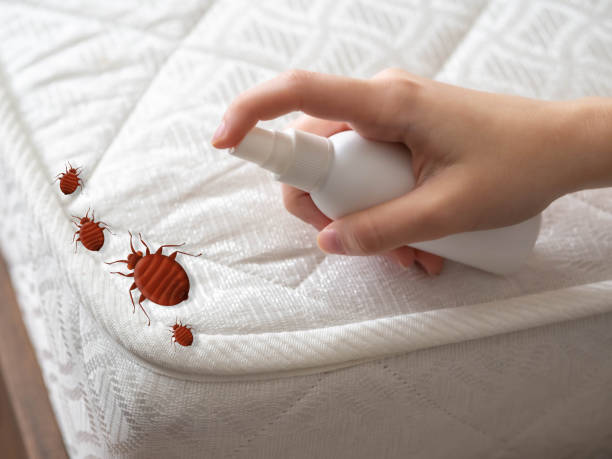 Best Emergency Pest Control  in Seagoville, TX