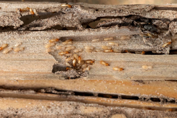 Best Wildlife Control Services  in Seagoville, TX